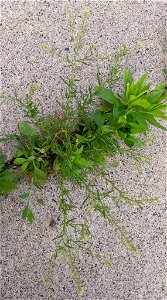 Lepidium densiflorum