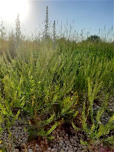 Lepidium densiflorum