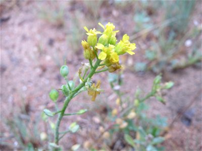 Das seltene Berg-Steinkraut (Alyssum montanum) auf einer Binnendüne im Schwetzinger Hardt