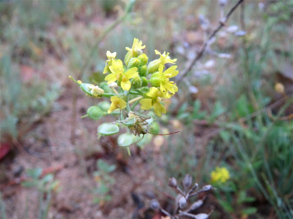 Das seltene Berg-Steinkraut (Alyssum montanum) auf einer Binnendüne im Schwetzinger Hardt