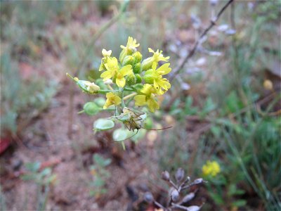 Das seltene Berg-Steinkraut (Alyssum montanum) auf einer Binnendüne im Schwetzinger Hardt