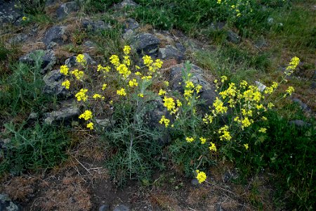 Plant (Alyssum montanum) on hill Radobýl near Litoměřice, Czech republic