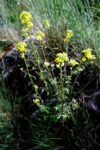 Plant (Alyssum montanum) on hill Radobýl near Litoměřice, Czech republic