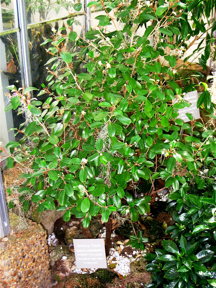 Capparis cynophallophora, in the United States Botanic Garden, Washington, DC, USA.