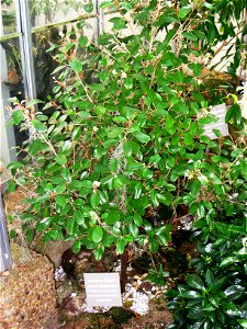 Capparis cynophallophora, in the United States Botanic Garden, Washington, DC, USA.