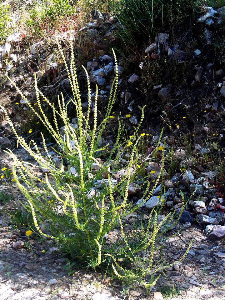 Reseda alba habit Dehesa Boyal de Puertollano, Spain