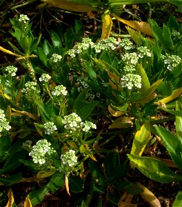 A photo of the endemic New Zealand plant Lepidium oleraceum