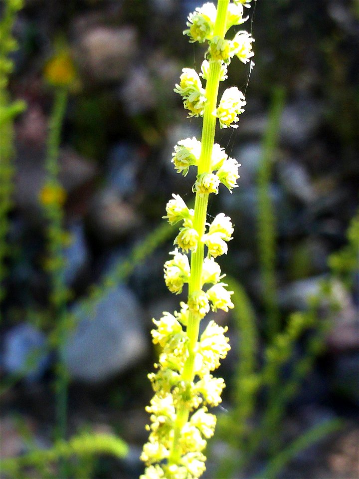 Reseda alba flowers close up Dehesa Boyal de Puertollano, Spain