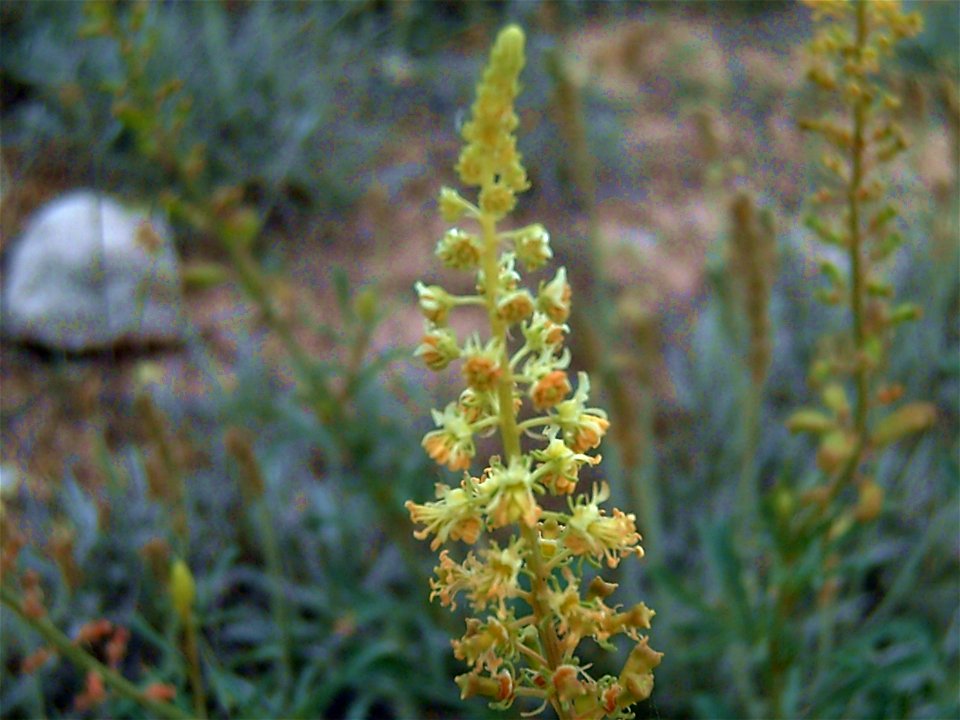 Reseda alba floral spike close up, La Mata, Torrevieja, Alicante, Spain