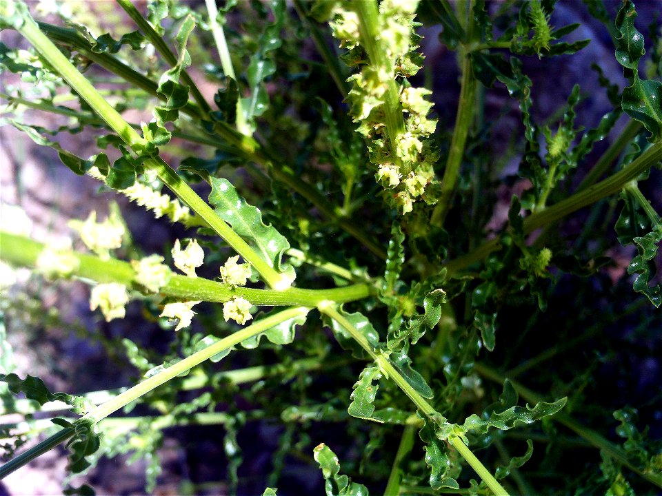 Reseda alba flowers and leaves Dehesa Boyal de Puertollano, Spain