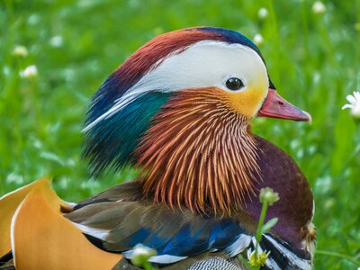 Animal beautiful color