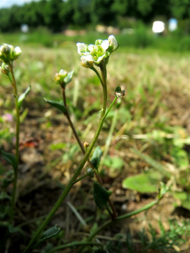 Dänisches Löffelkraut (Cochlearia danica) an der A620 in Alt-Saarbrücken