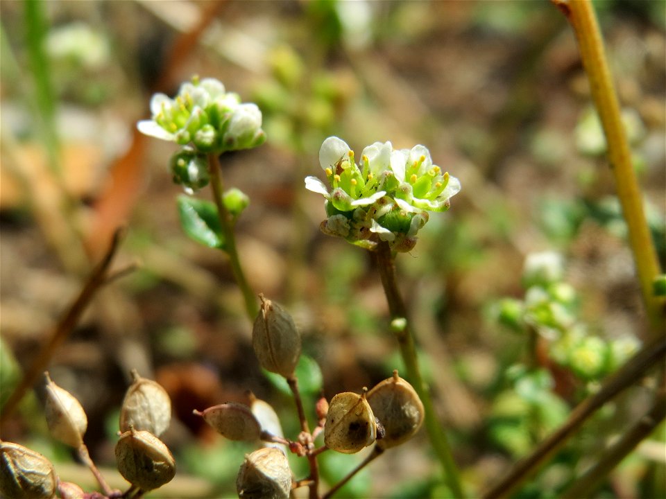 Dänisches Löffelkraut (Cochlearia danica) an der A620 in Alt-Saarbrücken