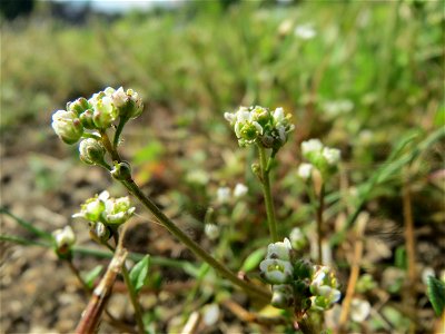 Dänisches Löffelkraut (Cochlearia danica) an der A620 in Alt-Saarbrücken