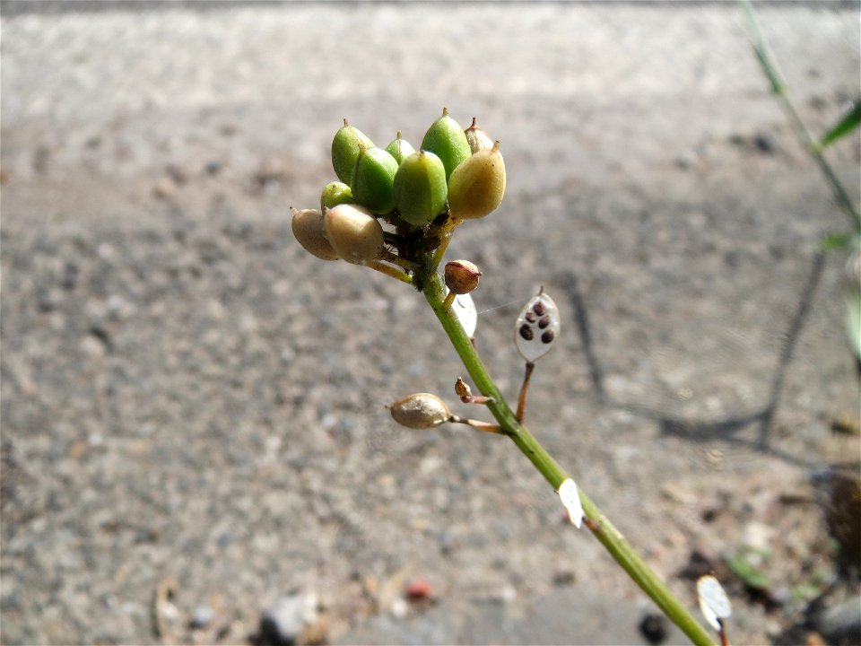 Dänisches Löffelkraut (Cochlearia danica) an der A620 in Alt-Saarbrücken