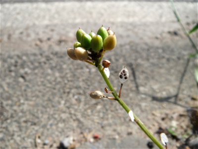 Dänisches Löffelkraut (Cochlearia danica) an der A620 in Alt-Saarbrücken