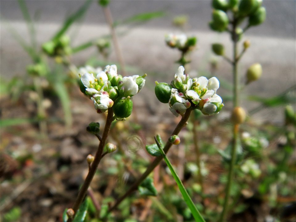 Dänisches Löffelkraut (Cochlearia danica) an der A620 in Alt-Saarbrücken