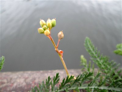 Dänisches Löffelkraut (Cochlearia danica) neben der A620 an der Saar in Alt-Saarbrücken - das salzliebende Kraut dankt seine Existenz dem Autobahn-Streudienst - die grünen Blätter gehören zur Schafgar