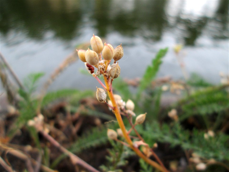 Dänisches Löffelkraut (Cochlearia danica) neben der A620 an der Saar in Alt-Saarbrücken - das salzliebende Kraut dankt seine Existenz dem Autobahn-Streudienst - die grünen Blätter gehören zur Schafgar