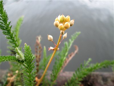 Dänisches Löffelkraut (Cochlearia danica) neben der A620 an der Saar in Alt-Saarbrücken - das salzliebende Kraut dankt seine Existenz dem Autobahn-Streudienst - die grünen Blätter gehören zur Schafgar