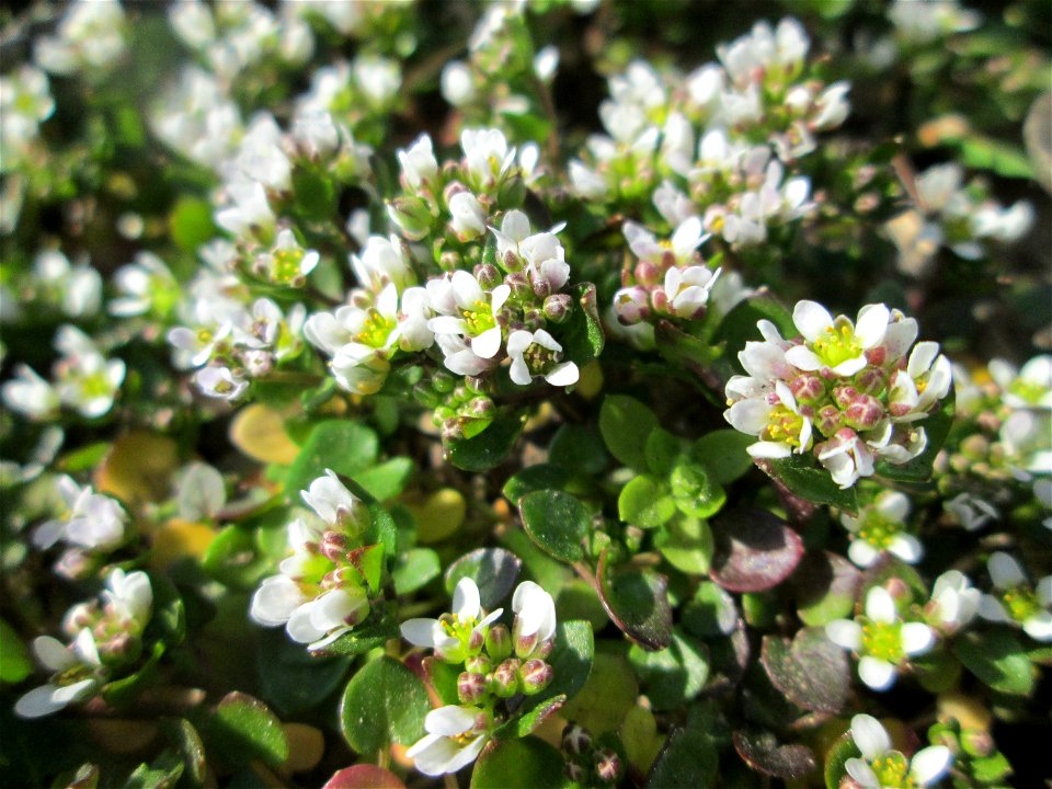 Dänisches Löffelkraut (Cochlearia danica) an der A620 in Alt-Saarbrücken - dem Streudienst sei Dank!