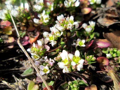 Dänisches Löffelkraut (Cochlearia danica) an der A620 in Alt-Saarbrücken - dem Streudienst sei Dank!