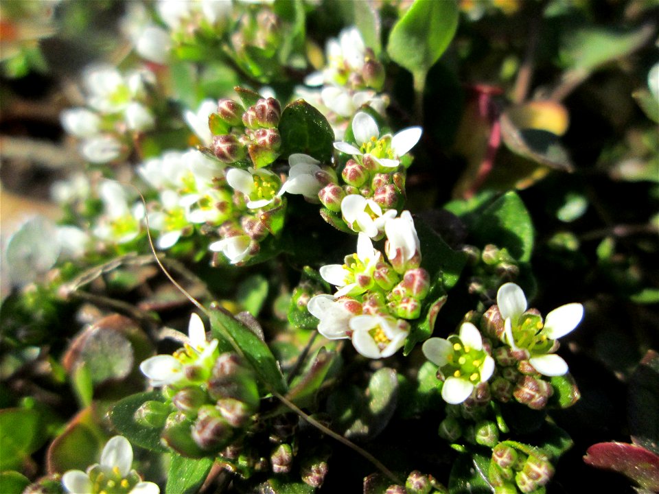 Dänisches Löffelkraut (Cochlearia danica) an der A620 in Alt-Saarbrücken - dem Streudienst sei Dank!