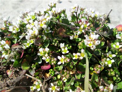 Dänisches Löffelkraut (Cochlearia danica) an der A620 in Alt-Saarbrücken - dem Streudienst sei Dank!