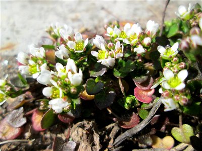 Dänisches Löffelkraut (Cochlearia danica) an der A620 in Alt-Saarbrücken - dem Streudienst sei Dank!