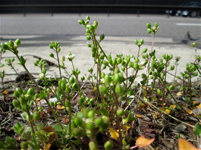 Dänisches Löffelkraut (Cochlearia danica) an der A620 in Alt-Saarbrücken - dem Streudienst sei Dank!