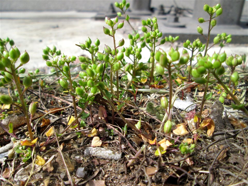 Dänisches Löffelkraut (Cochlearia danica) an der A620 in Alt-Saarbrücken - dem Streudienst sei Dank!