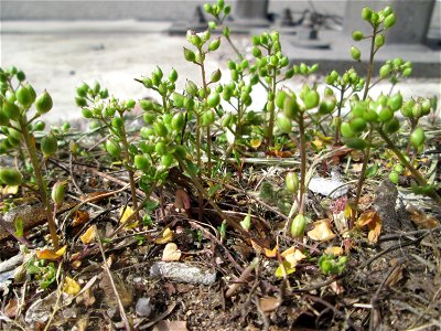 Dänisches Löffelkraut (Cochlearia danica) an der A620 in Alt-Saarbrücken - dem Streudienst sei Dank!