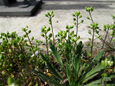 Dänisches Löffelkraut (Cochlearia danica) an der A620 in Alt-Saarbrücken - dem Streudienst sei Dank!