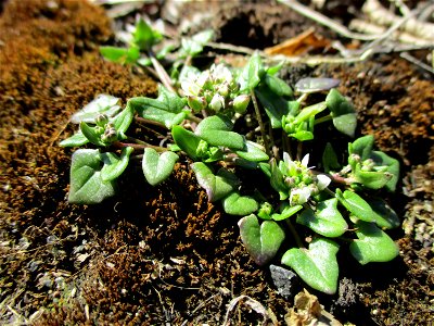 Dänisches Löffelkraut (Cochlearia danica) an der A620 in Alt-Saarbrücken - dem Streudienst sei Dank!