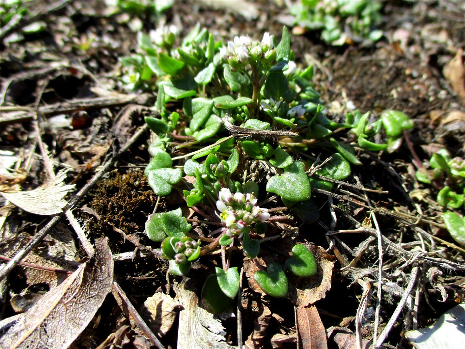 Dänisches Löffelkraut (Cochlearia danica) an der A620 in Alt-Saarbrücken - dem Streudienst sei Dank!