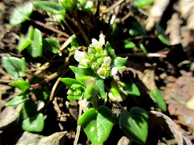 Dänisches Löffelkraut (Cochlearia danica) an der A620 in Alt-Saarbrücken - dem Streudienst sei Dank!