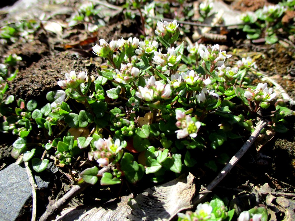 Dänisches Löffelkraut (Cochlearia danica) an der A620 in Alt-Saarbrücken - dem Streudienst sei Dank!