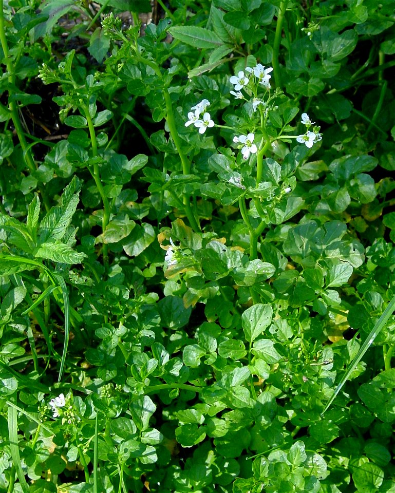 Cardamine amara, large bittercress, flowering plant