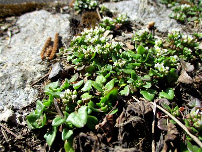 Dänisches Löffelkraut (Cochlearia danica) an der A620 in Alt-Saarbrücken - dem Streudienst sei Dank!
