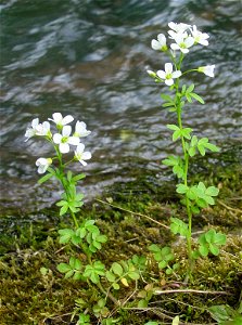 Cardamine amara, large bittercress, small flowering plant