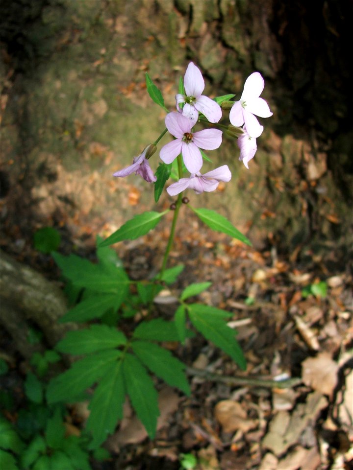 Dentaria bulbifera L. syn. Cardamine bulbifera (L.) Crantz MTA Botanic Garden, Vácrátót, Hungary.