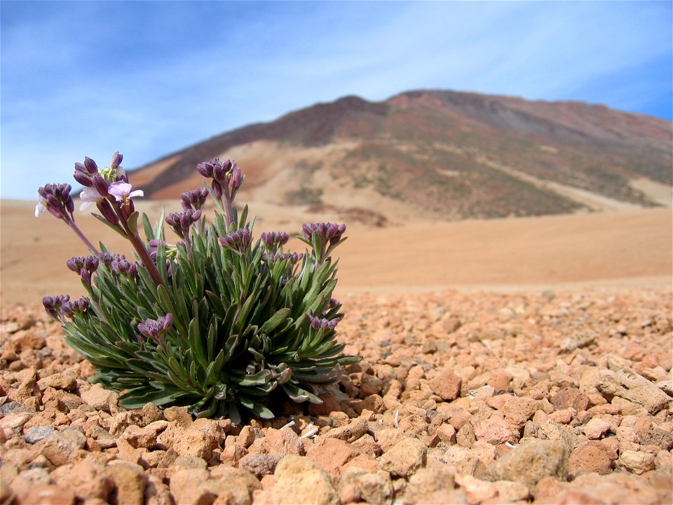 Erysimum scoparium growing between rocks at the foot of the Teide