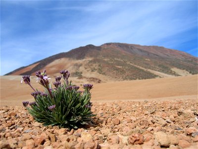 Erysimum scoparium growing between rocks at the foot of the Teide. photo