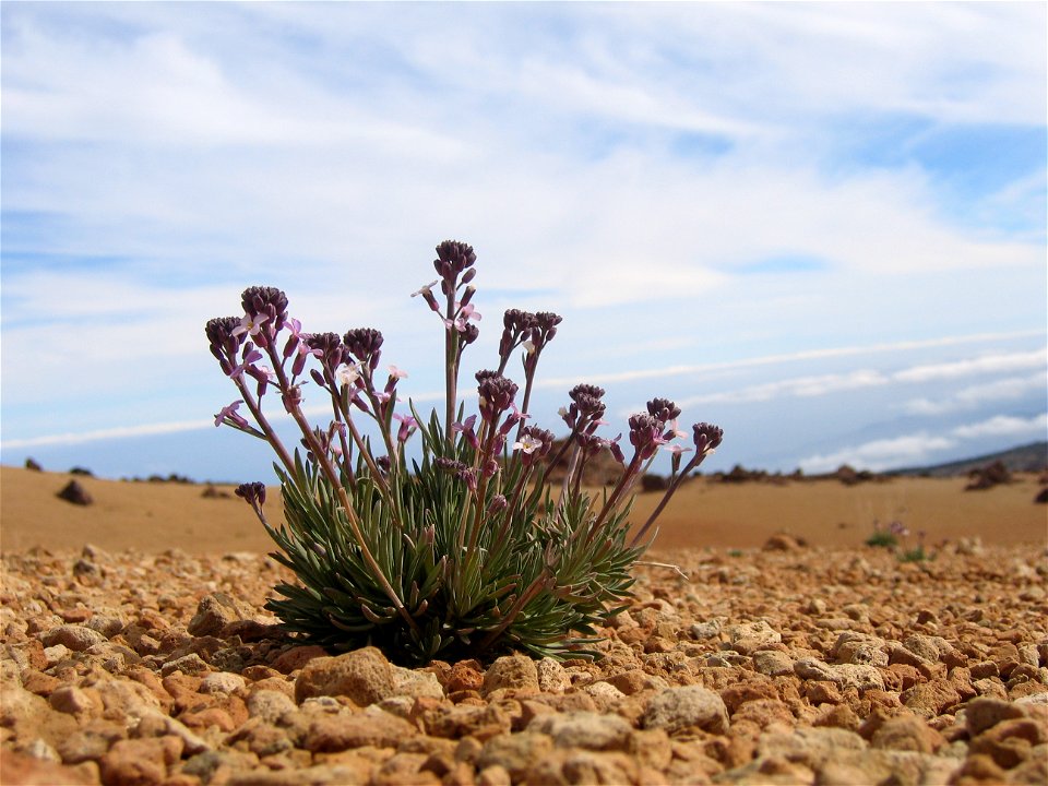 Erysimum scoparium growing between rocks at the foot of the Teide