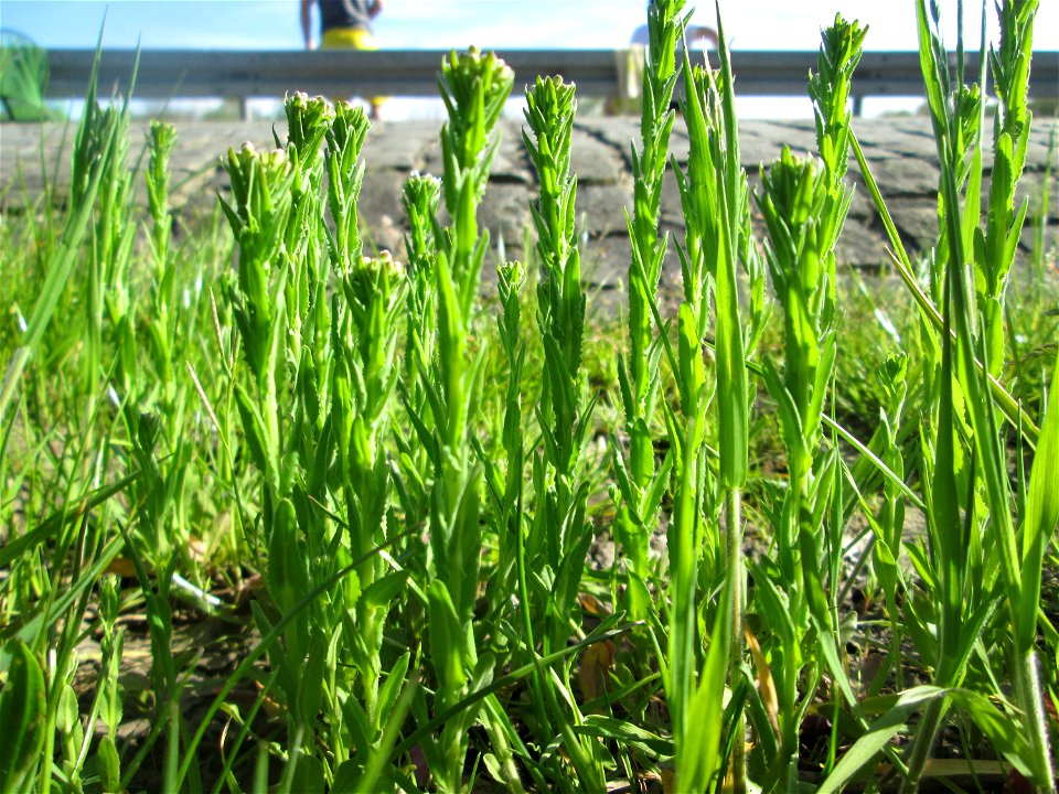 Rauhaarige Gänsekresse (Arabis hirsuta) in Saarbrücken