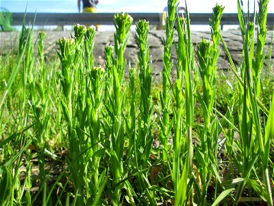 Rauhaarige Gänsekresse (Arabis hirsuta) in Saarbrücken