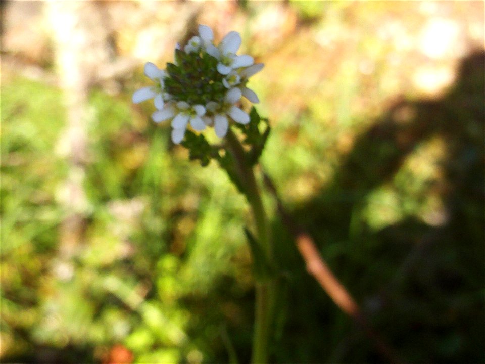 Arabis hirsuta flowers close up, Dehesa Boyal de Puertollano, Spain