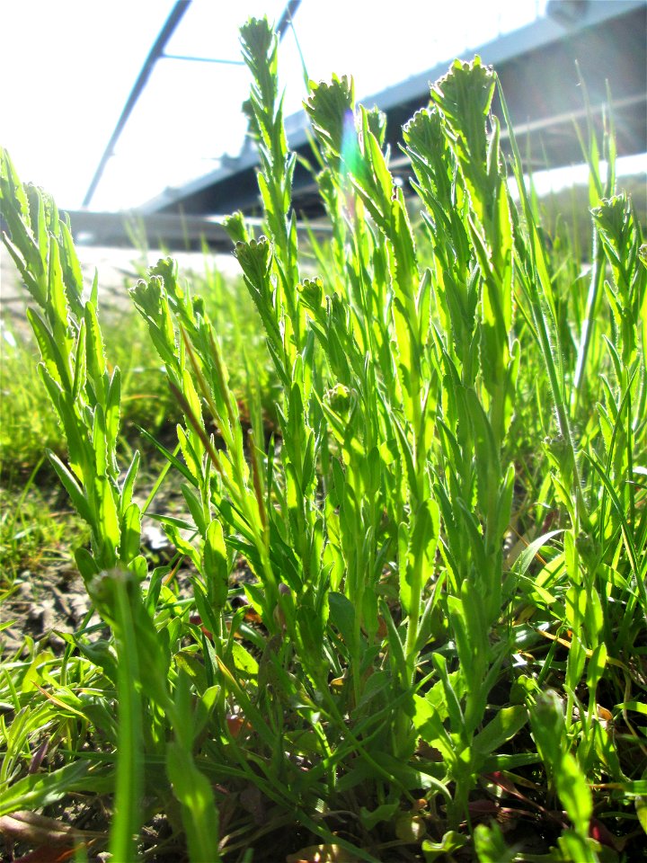 Rauhaarige Gänsekresse (Arabis hirsuta) in Saarbrücken