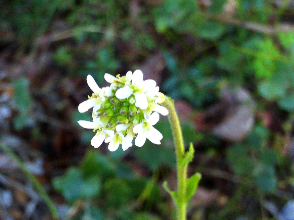 Arabis hirsuta flowers close up, Dehesa Boyal de Puertollano, Spain