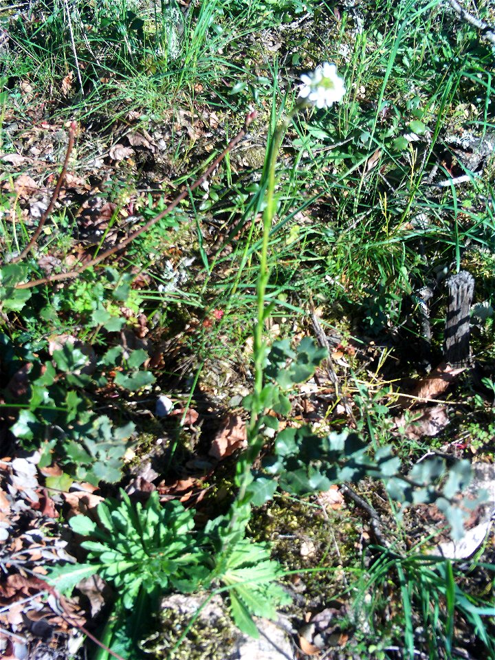 Arabis hirsuta habit, Dehesa Boyal de Puertollano, Spain